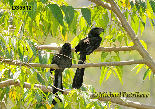 Smooth-billed Ani (Crotophaga ani)